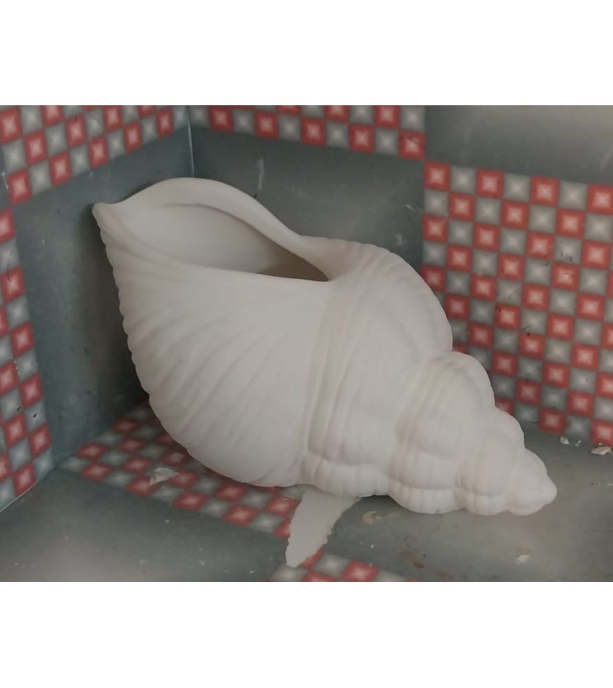 Trumpet Shell Planter