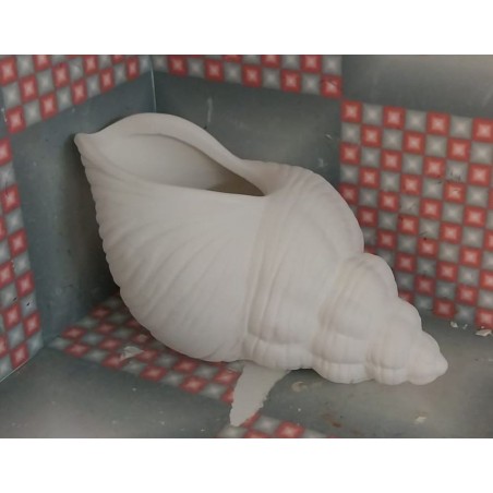 Trumpet Shell Planter